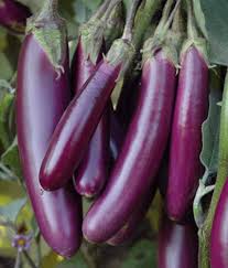 Violet Brinjal Vegetable Seeds for Planting