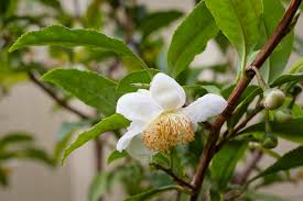 Tea Plant (Black & Green Drinking Tea) Camellia Sinensis Evergreen Tree Shrub Flower Seeds