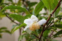 Tea Plant (Black & Green Drinking Tea) Camellia Sinensis Evergreen Tree Shrub Flower Seeds