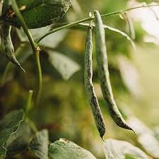 Green Black Rattlesnake Bean Seeds for Planting