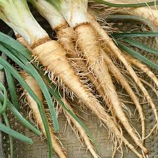 Salsify Vegetable Planting Seeds for Your Garden
