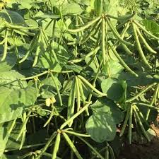 Green Mung Bean Seeds for Vegetable Gardening