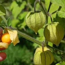 Light Yellow Tomatillo Planting Seeds for Home Gardens