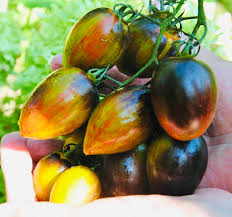 Atomic Tomato Seeds: Ideal for Planting