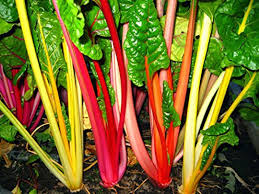 Mixed Swiss Vegetable Seeds for Your Garden