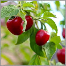 Red Giant Rocoto Pepper Seeds for Planting