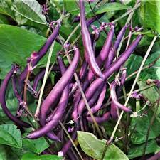 Purple Bush Bean Seeds for Vegetable Planting