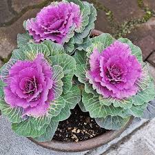 Pink Nagoya Kale Seeds for Planting - Vibrant Vegetable Variety