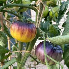 Yellow Black Tomato Seeds for Planting