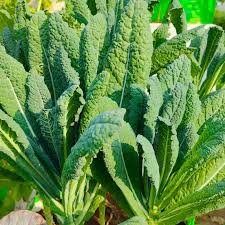 Kale Vegetable Seeds for Easy Planting