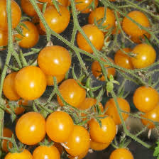 Yellow Cherry Tomato Seeds for Spring Planting