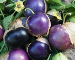 Purple Tomatillo Seeds for Easy Planting
