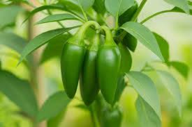 Jalapeno Seeds for Vegetable Planting