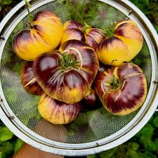 Yellow Black Tomato Seeds for Planting