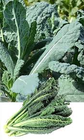 Kale Vegetable Seeds for Easy Planting