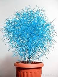 Blue Scoparia Seeds for Planting - Premium Quality Planting Seeds