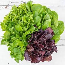 Mixed Gourmet Vegetable Planting Seeds