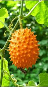 Orange Kiwano Seeds for Planting