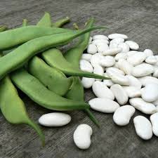 White Tarbais Bean Seeds for Garden Planting