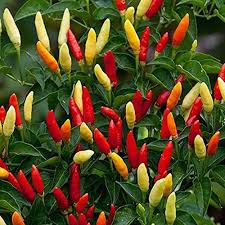 Red & Yellow Tabasco Pepper Seeds for Vegetable Gardens