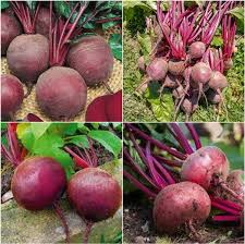 Pink Beetroot Vegetable Planting Seeds
