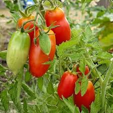 Red Speckle Tomato Seeds for Vegetable Planting