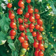 Pink and Yellow Tomato Seeds for Planting - Vegetable Seeds