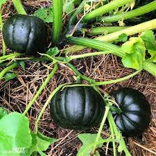 Black Pumpkin Vegetable Seeds for Planting