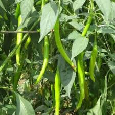 Light Green Pepper Seeds for Planting