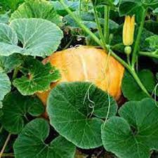 Yellow Pumpkin Vegetable Planting Seeds