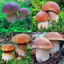 Porcini Mushroom Seeds for Planting