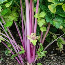 Pink Plume Celery Vegetable Seeds for Planting