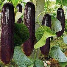 Black Cucumber Vegetable Planting Seeds  Perfect for Your Garden
