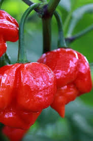 Hurt Berry Pepper Seeds for Planting