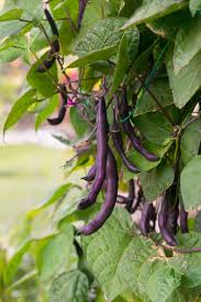 Violet Pole Bean Seeds for Planting - Vegetable Garden Essentials