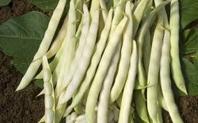 White Mogettes Beans Planting Seeds for Vegetables