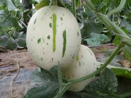 White Leopard Melon Vegetable Seeds for Planting - Seed for Unique and Flavorful Harvests in Your Garden