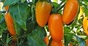 Orange Green Amarillo Chili Seeds for Planting
