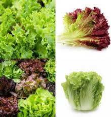 Mixed Gourmet Vegetable Planting Seeds