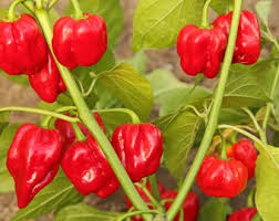 Red Bonnet Vegetable Seeds for Easy Planting