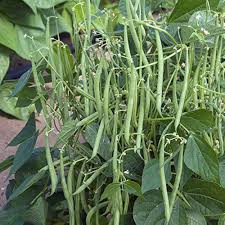 Green Pole Bean Seeds for Planting  Vegetable Garden Essentials