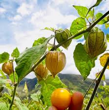 Light Yellow Tomatillo Planting Seeds for Home Gardens