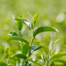 Tea Plant (Black & Green Drinking Tea) Camellia Sinensis Evergreen Tree Shrub Flower Seeds