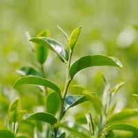 Tea Plant (Black & Green Drinking Tea) Camellia Sinensis Evergreen Tree Shrub Flower Seeds