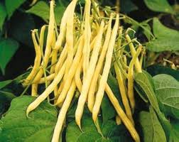 Yellow Bean Vegetable Seeds for Planting