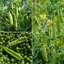 Peas Vegetable Seeds for Easy Planting