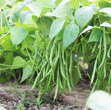 Mogettes Bean Seeds for Planting