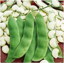 Grow Delicious Lima Beans | Easy Planting Seeds for Your Garden