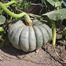 Gray Zapallo Plomo Vegetable Planting Seeds