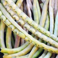 White Mogettes Beans Planting Seeds for Vegetables